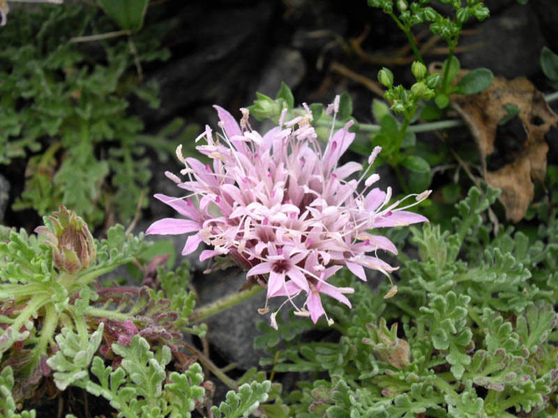 Pterocephalus depressus photo